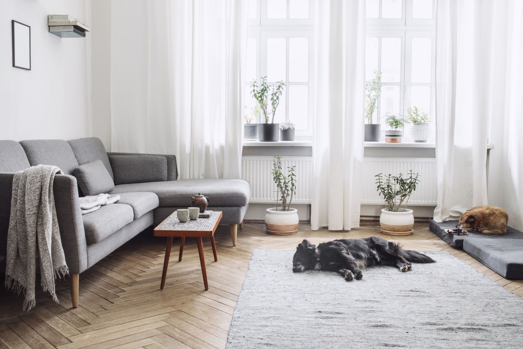 a nice living room with a dog lying on carpet - Nutroz Ozone Technology